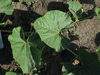 Lagenaria siceraria Pélerine japonaise; feuilles