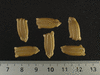 Lagenaria siceraria Pélerine japonaise; graines