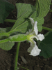 Lagenaria siceraria Sake Congo mini; fleurs-F