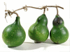 Lagenaria siceraria Peq. Pescoço liso; fruits