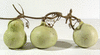 Lagenaria siceraria Peq. Pescoço liso; fruits