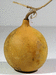 Lagenaria siceraria Peq. Pescoço liso; fruits-secs