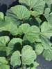 Lagenaria siceraria Peq. Pescoço liso; feuilles