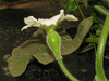 Lagenaria siceraria Peq. Pescoço liso; fleurs-F