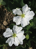 Lagenaria siceraria Peq. Pescoço liso; fleurs-M