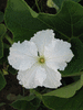 Lagenaria siceraria Aigrette gourd; fleurs-M