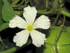 Lagenaria siceraria Aigrette gourd; fleurs-F