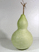 Lagenaria siceraria Wine gourd; fruits