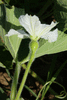 Lagenaria siceraria Wine gourd; fleurs-F