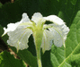 Lagenaria siceraria Wine gourd; fleurs-M