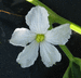 Lagenaria siceraria Stump Gourd; fleurs-F