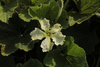 Lagenaria siceraria Kassuwaris egg; fleurs-M