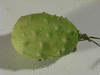 Cucumis aculeatus ; fruits