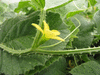 Cucumis aculeatus ; fleurs-M