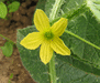 Cucumis aculeatus ; fleurs-M