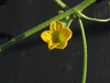 Cucumis africanus Concombre africain; fleurs-M