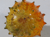 Cucumis metuliferus Concombre du Kenya ou kiwano; ombilics