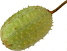 Cucumis anguria ; fruits