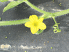 Cucumis longipes ; fleurs-F