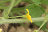 Cucumis longipes ; fleurs-M