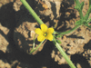 Cucumis myriocarpus ; fleurs-M