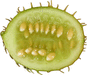 Cucumis myriocarpus ; coupes