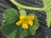 Cucumis melo Melon du Dudaïm; fleurs-F