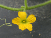 Cucumis melo Melon du Dudaïm; fleurs-F