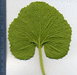 Cucumis melo Melon du Dudaïm; feuilles