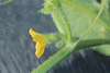 Cucumis melo Melon du Dudaïm; fleurs-M