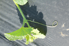 Cucumis melo Melon du Dudaïm; vrilles