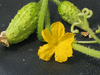 Cucumis sativus Concombre du Sikkim, Sikkimensis; fleurs-M