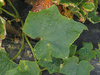 Cucumis sativus Concombre du Sikkim, Sikkimensis; feuilles