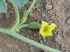 Cucumis zeyherii ; fleurs-F