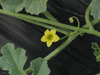 Cucumis zeyherii ; fleurs-M