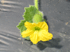 Cucumis melo Melon d'Espagne vert de Noël; fleurs-F