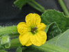 Cucumis melo Melon d'Espagne vert de Noël; fleurs-M