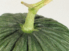 Cucumis melo Melon d'Espagne vert de Noël; pedoncules