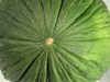 Cucumis melo Melon d'Espagne vert de Noël; ombilics