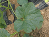 Cucumis melo Melon d'Espagne vert de Noël; feuilles