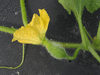 Cucumis melo Melon d'Espagne vert de Noël; fleurs-F