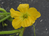 Cucumis melo Melon d'Espagne vert de Noël; fleurs-F