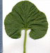 Cucumis melo Melon d'Espagne vert de Noël; feuilles