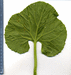 Cucumis melo Melon d'Espagne vert de Noël; feuilles