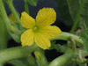 Cucumis melo flexuosus Tortarello abruzzese chiaro; fleurs-M