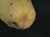 Cucumis melo flexuosus Tortarello abruzzese chiaro; ombilics