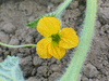 Cucumis melo Honeydew ( orange flesh ); fleurs-F