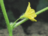 Cucumis melo flexuosus Metki white (Concombre armenien); fleurs-M