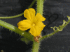 Cucumis sativus Concombre lemon; fleurs-M