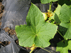 Cucumis sativus Concombre lemon; feuilles